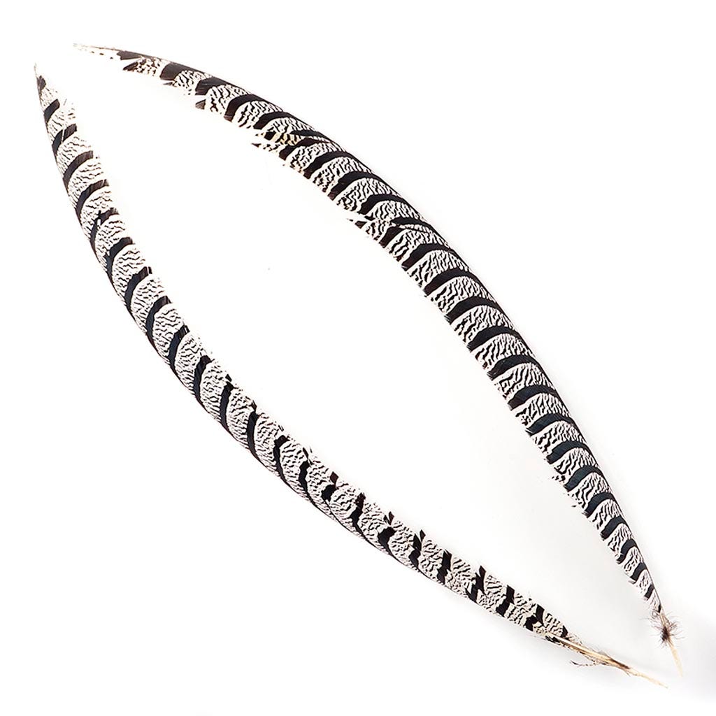 Lady Amherst Pheasant Tails 20-40" - Natural