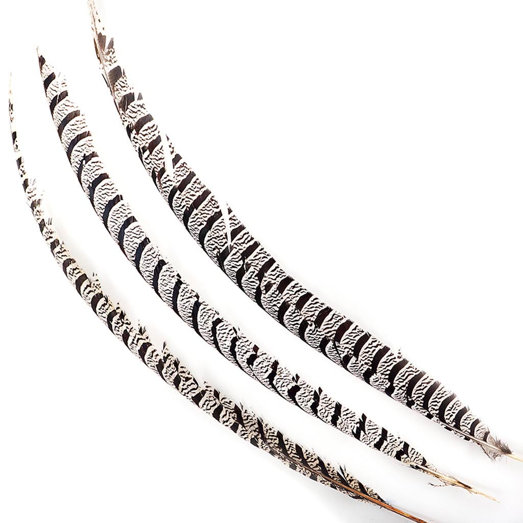 Lady Amherst Pheasant Tails 20-40" - Natural