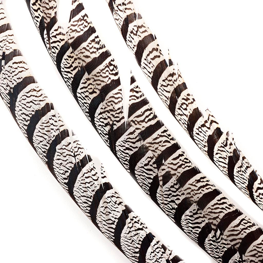 Lady Amherst Pheasant Tails 20-40" - Natural