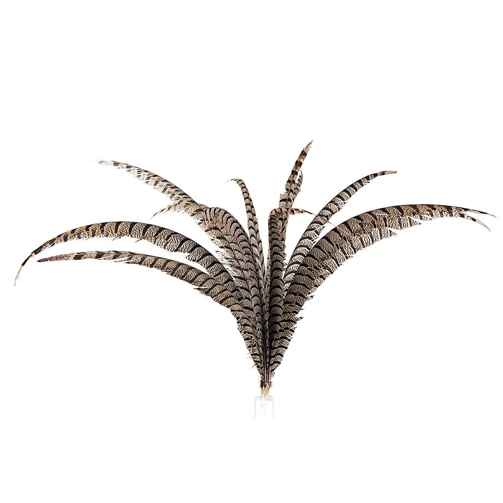 Lady Amherst Pheasant Tail Feathers - Natural