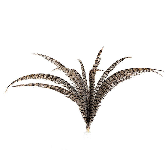 Lady Amherst Pheasant Tail Feathers - Natural