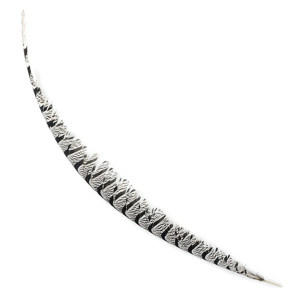 Lady Amherst Pheasant Tail Natural