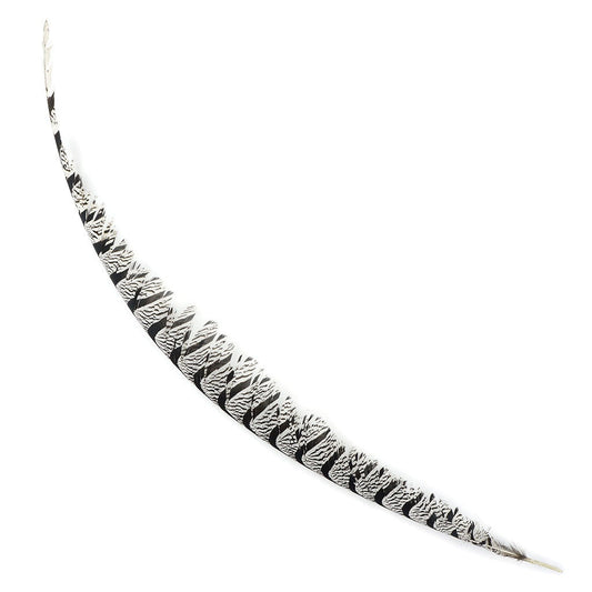 Lady Amherst Pheasant Tail Natural