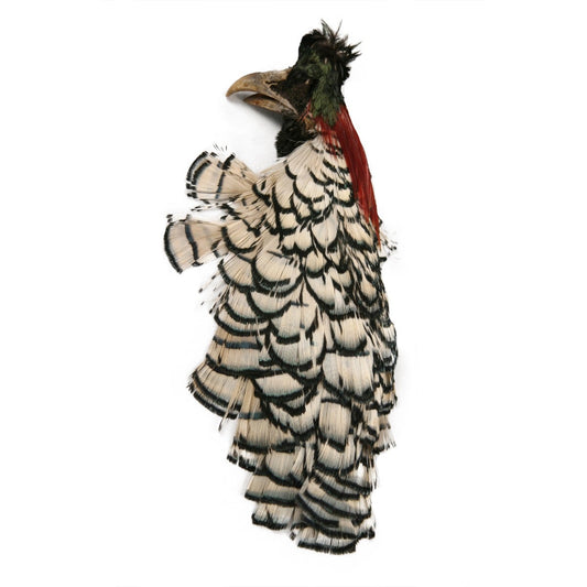 Lady Amherst Pheasant Crest #3 - Natural