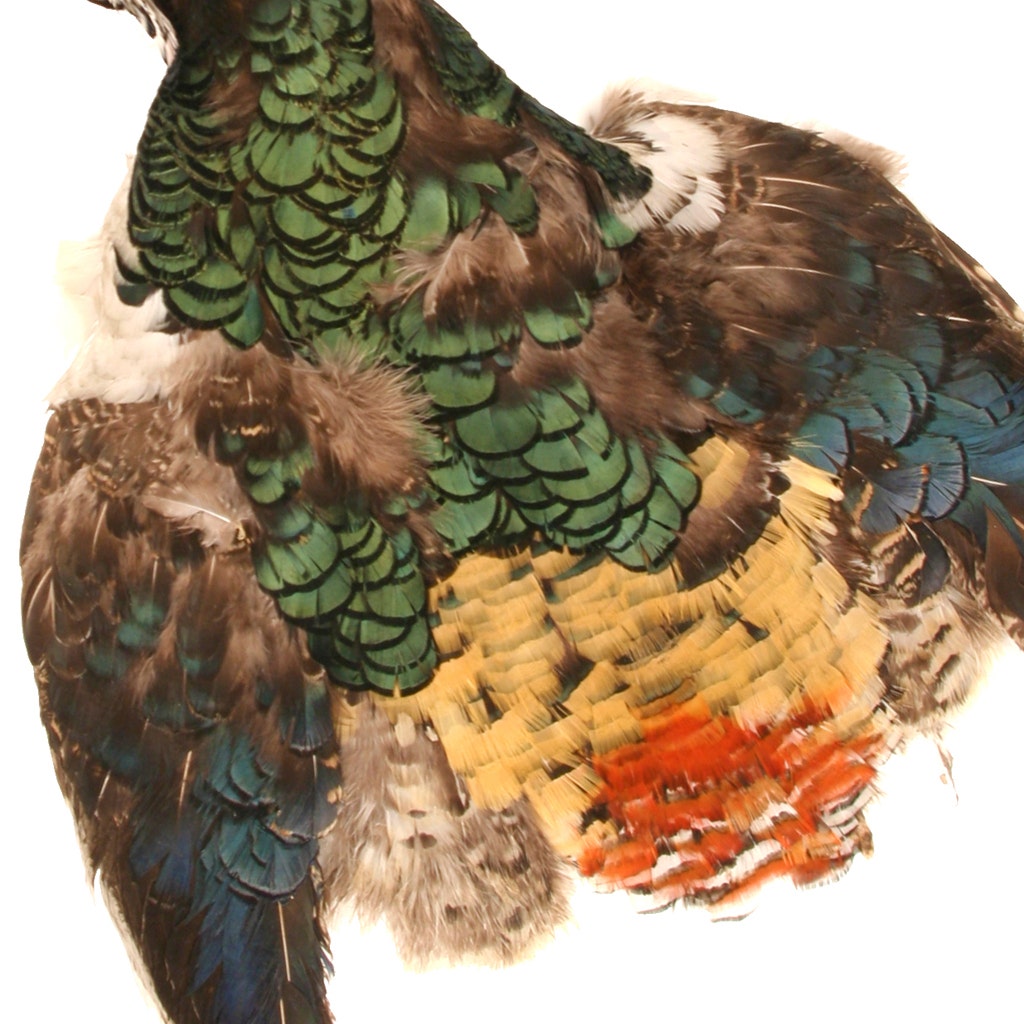 Lady Amherst Pheasant Pelt #1 with Crest - Natural