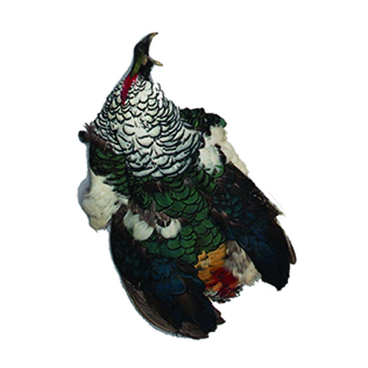 Lady Amherst Pheasant Pelt #1 with Crest - Natural