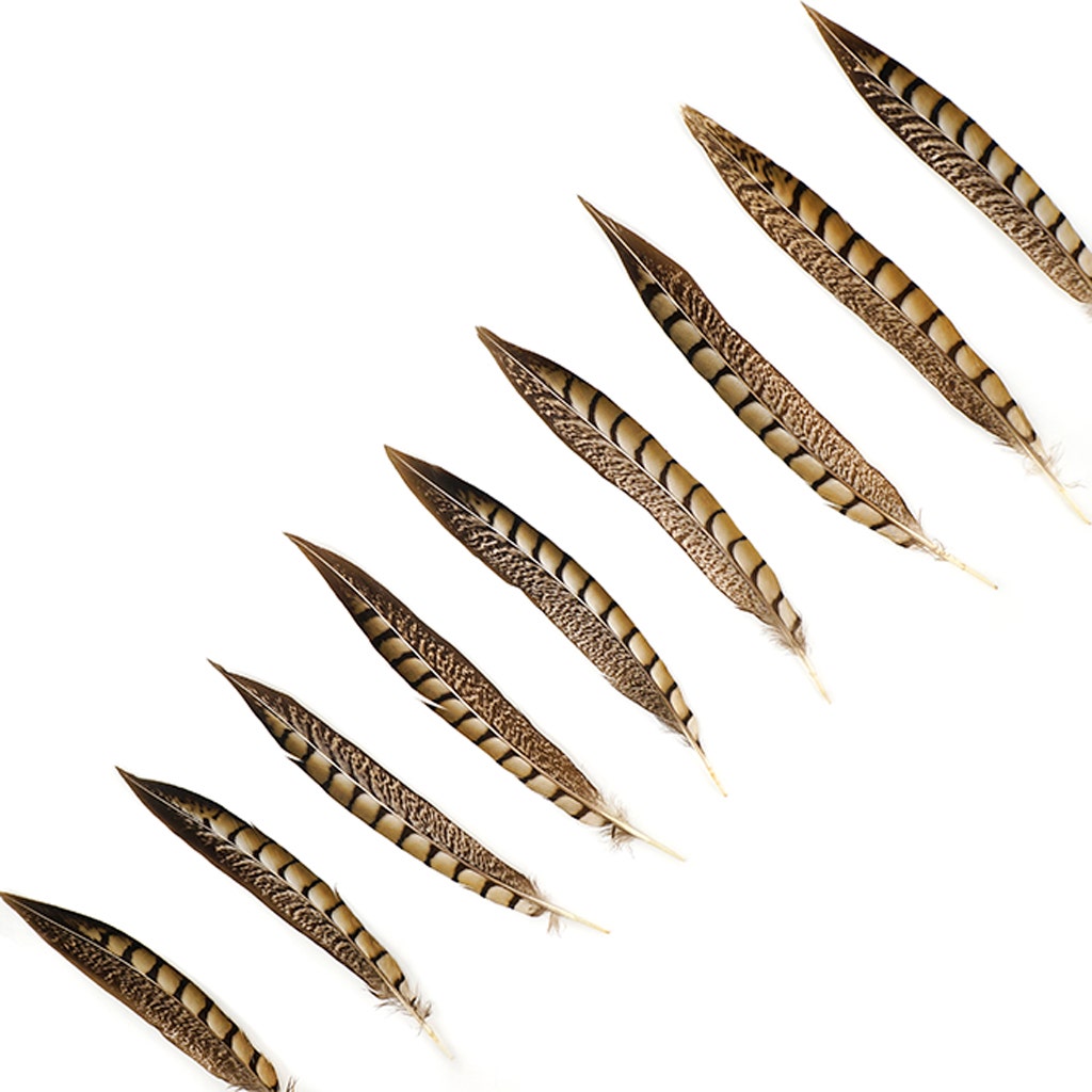 Lady Amherst Pheasant Tails - Natural - 8 - 12"