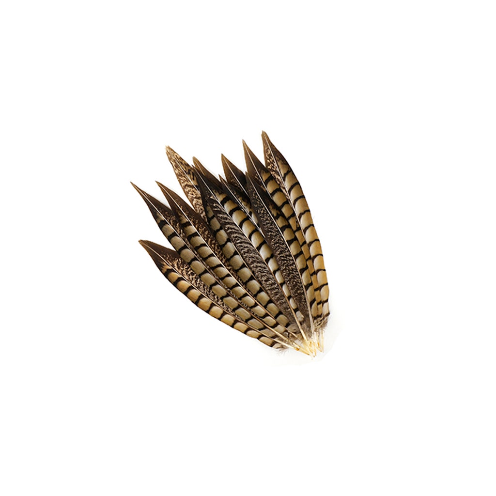 Lady Amherst Pheasant Tails - Natural - 8 - 12"