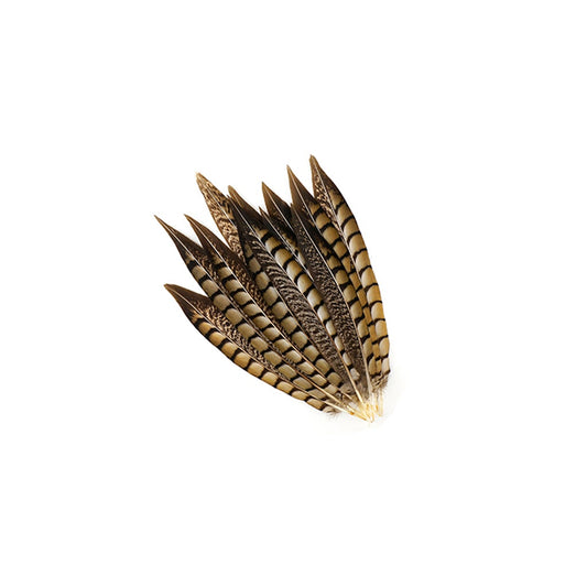 Lady Amherst Pheasant Tails - Natural - 8 - 12"