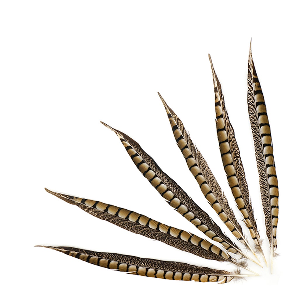 Lady Amherst Pheasant Tails - Natural - 12 - 16"