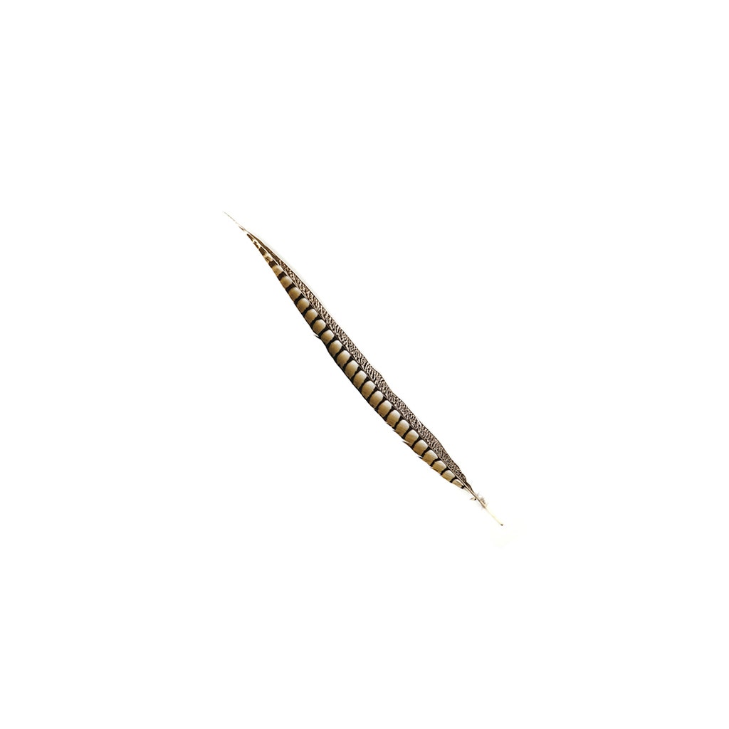 Lady Amherst Pheasant Tails - Natural - 20 - 30"