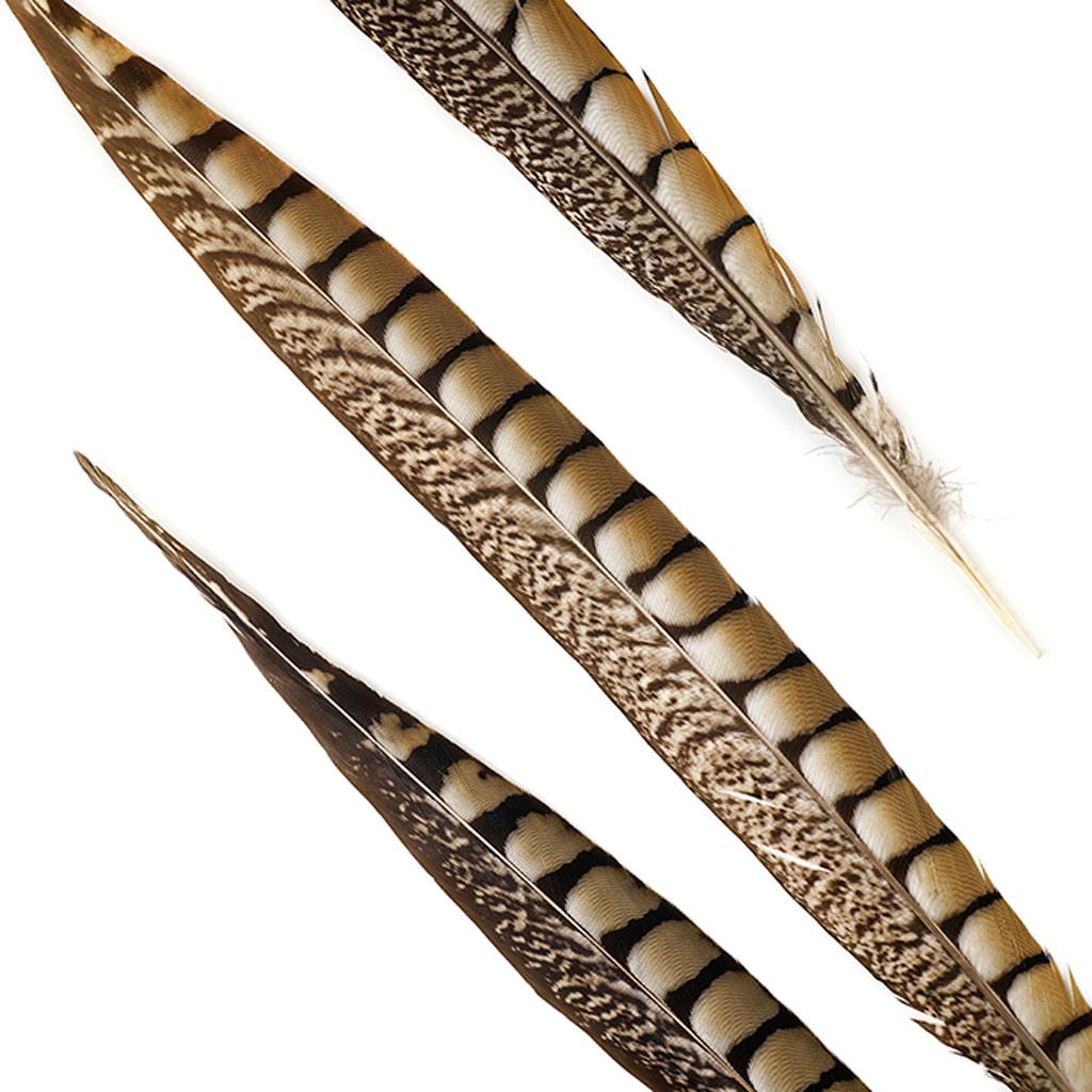 Lady Amherst Pheasant Tails - Natural - 20 - 30"