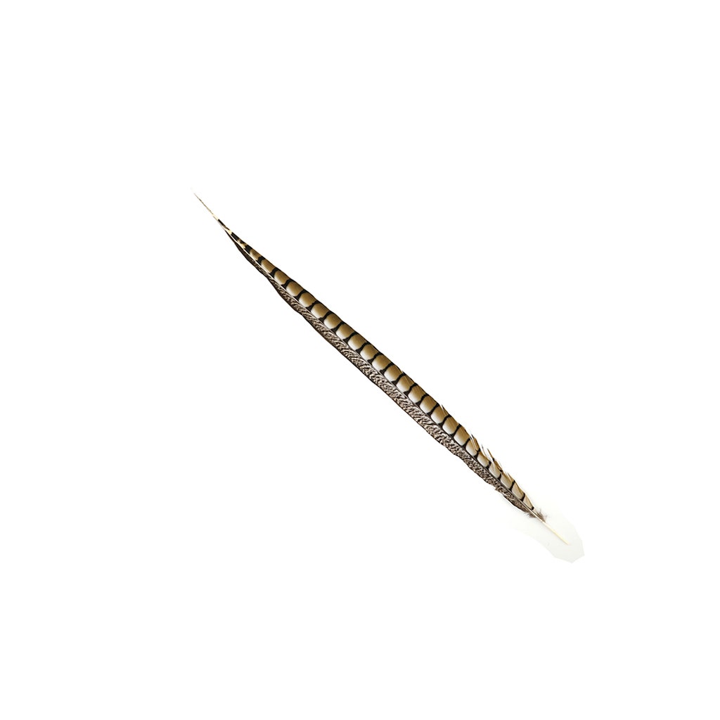 Lady Amherst Pheasant Tails - Natural - 30 - 35"