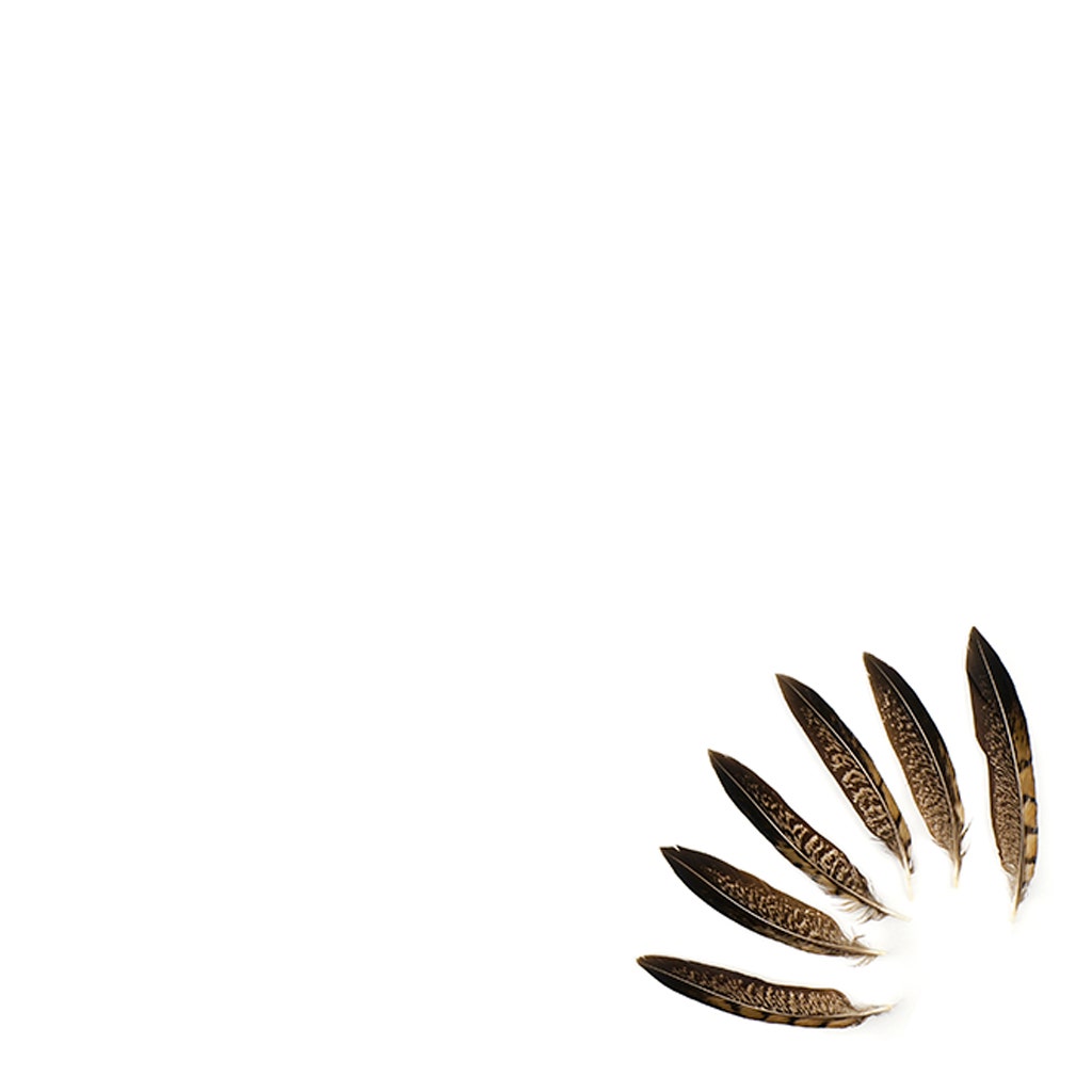 Lady Amherst Pheasant Tails - Natural - 4 - 6"