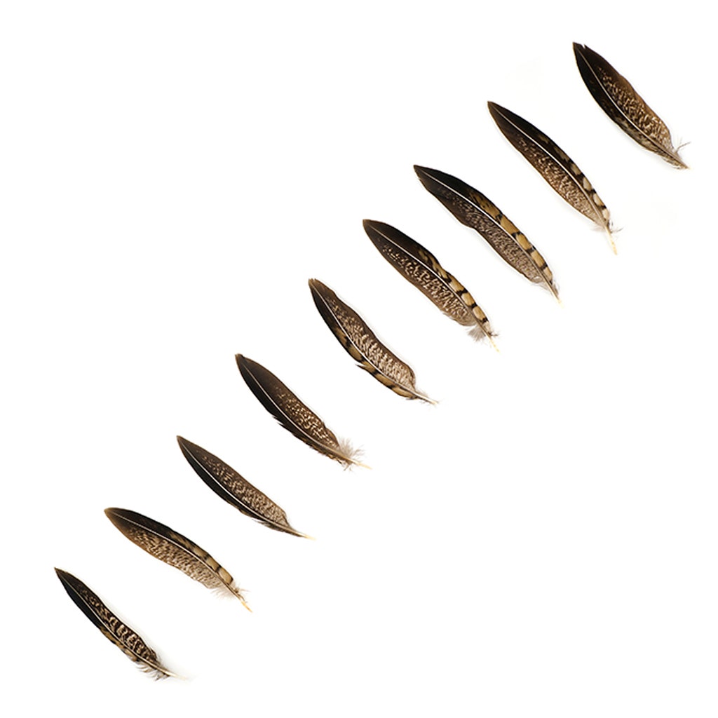 Lady Amherst Pheasant Tails - Natural - 4 - 6"