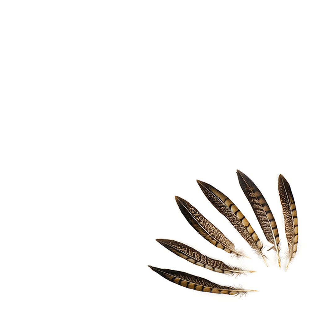 Lady Amherst Pheasant Tails - Natural - 6 - 8"