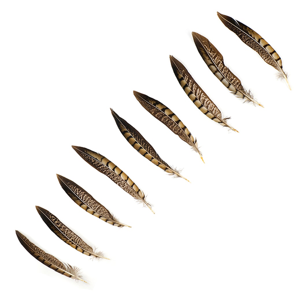 Lady Amherst Pheasant Tails - Natural - 6 - 8"