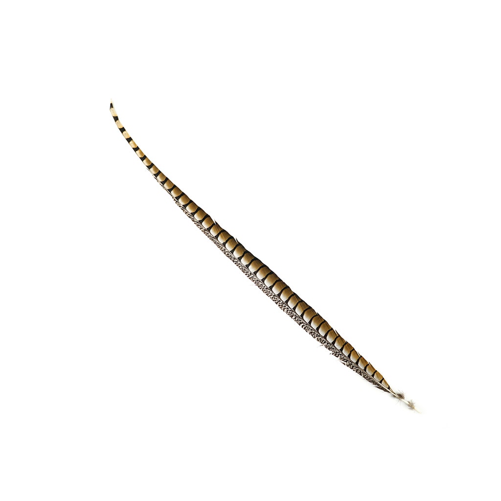Lady Amherst Pheasant Tails 35" and Up- Natural