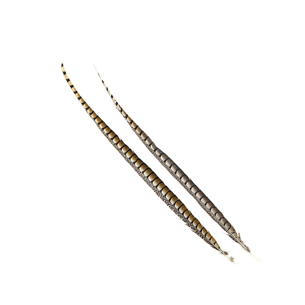 Lady Amherst Pheasant Tails 35" and Up- Natural