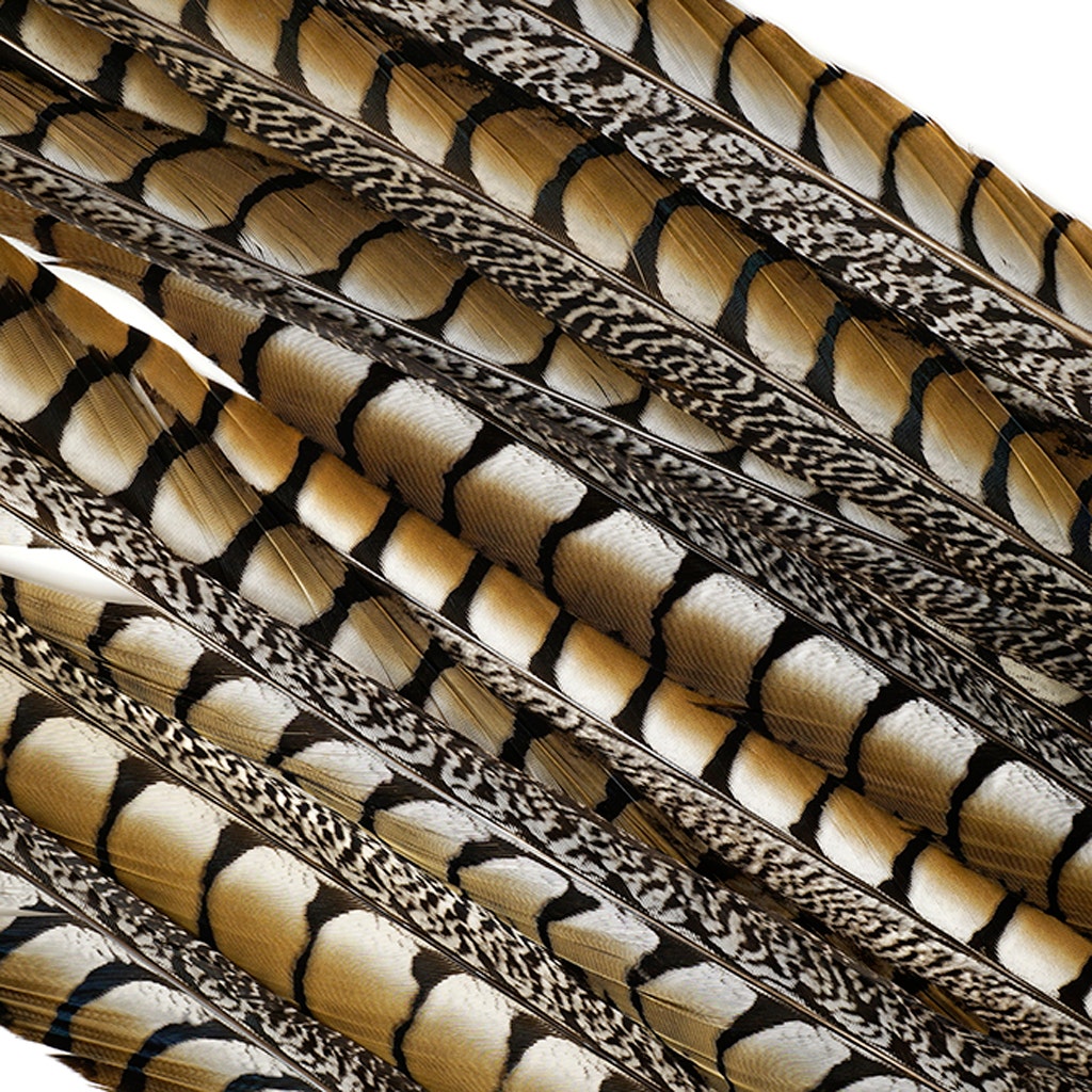 Lady Amherst Pheasant Tails 35" and Up- Natural