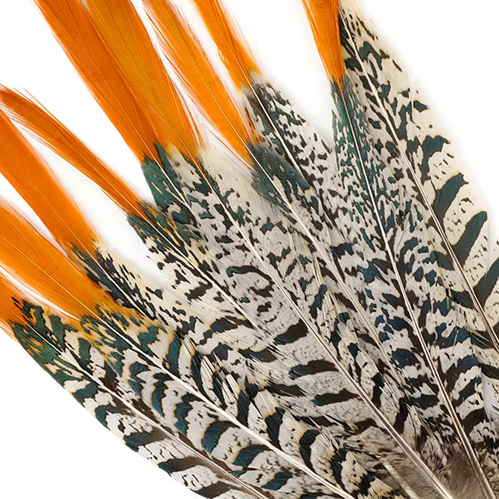 Lady Amherst Red Top Tails - Natural-8-12"