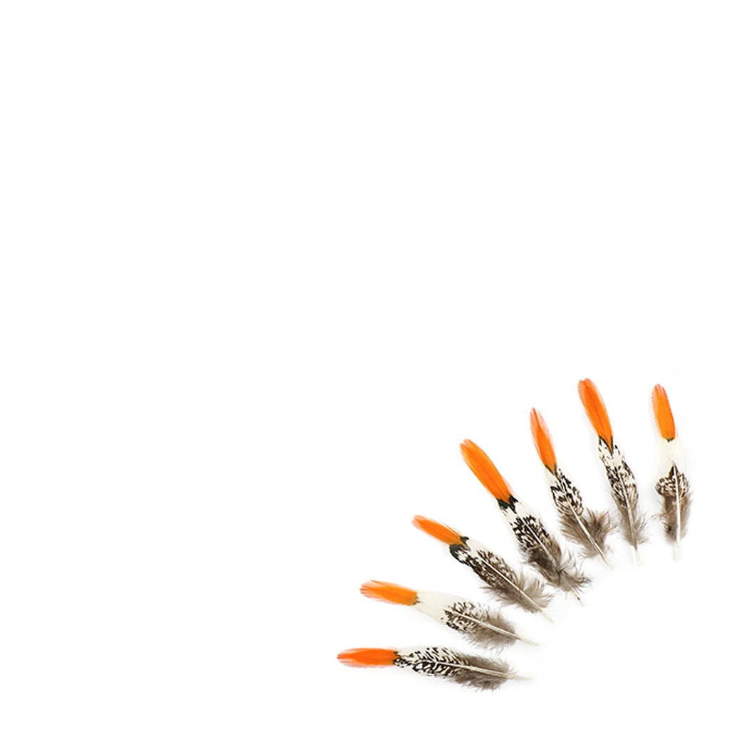 Lady Amherst Red Top Tails - Natural-4-6"