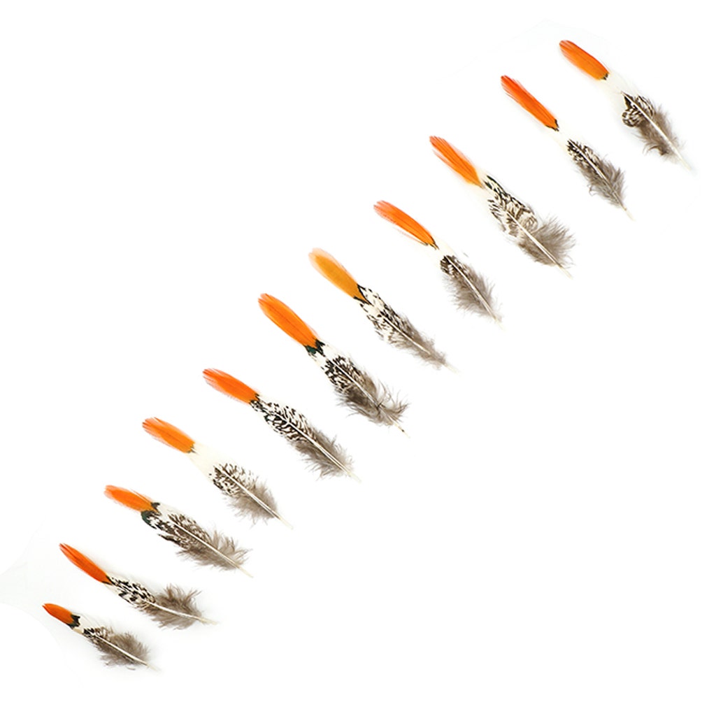 Lady Amherst Red Top Tails - Natural-4-6"