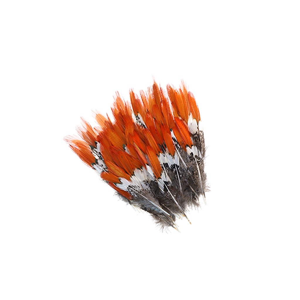 Lady Amherst Red Top Tails - Natural-4-6"
