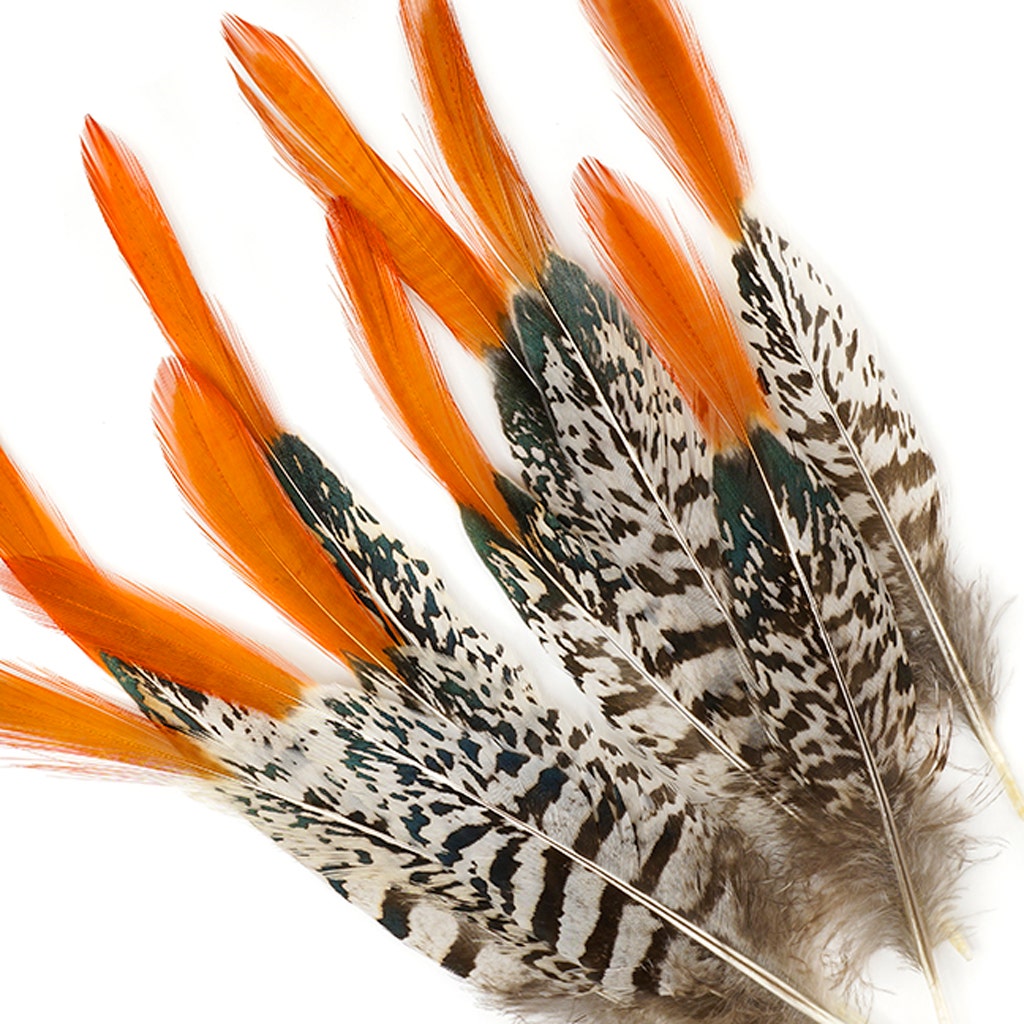Lady Amherst Red Top Tails - Natural-6-8"