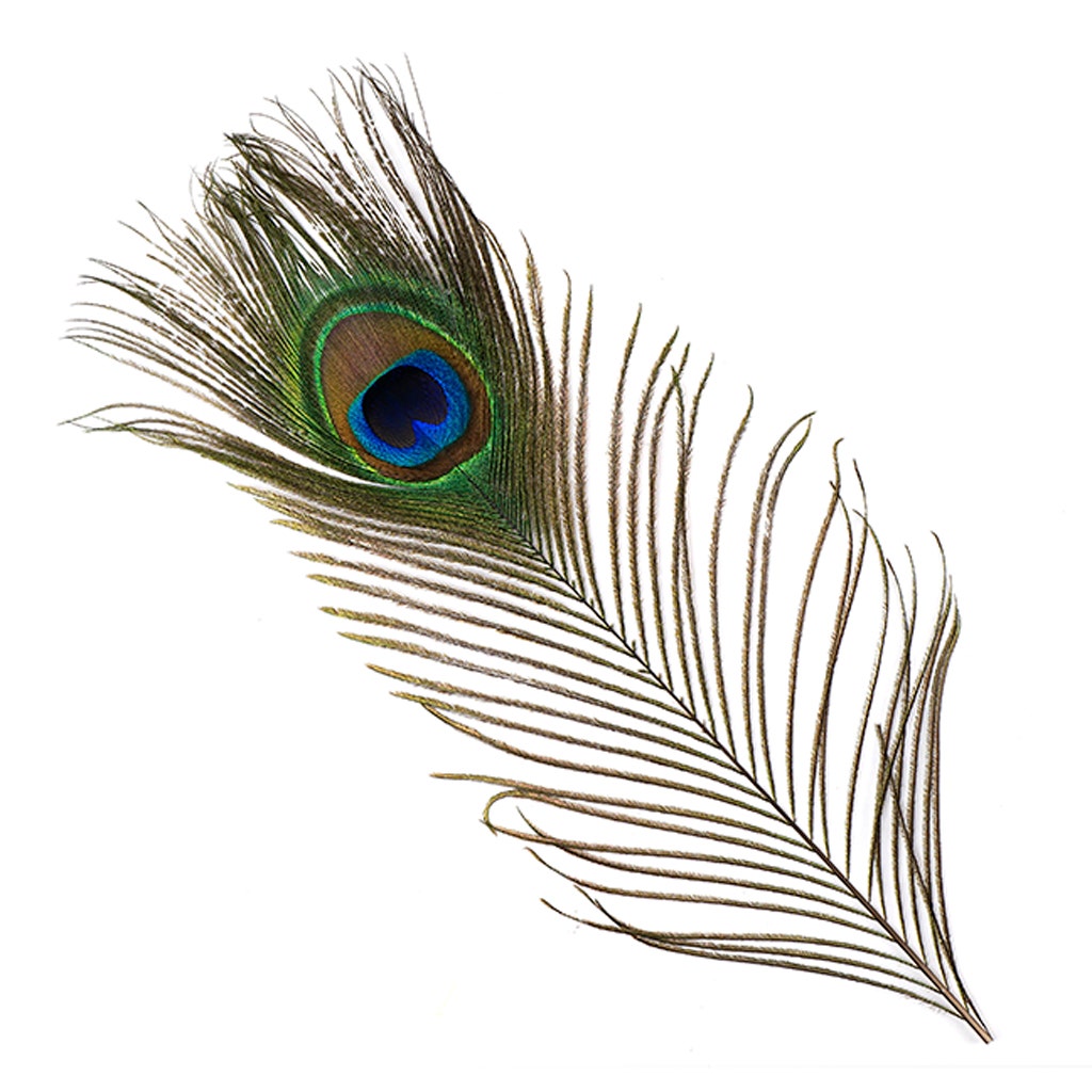 Peacock Tail Eyes Small and Large Natural - 8 -15"
