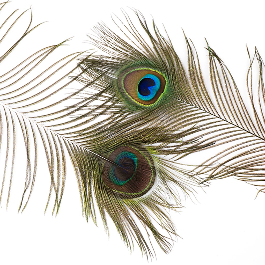 Peacock Tail Eyes Natural - 40 - 45"
