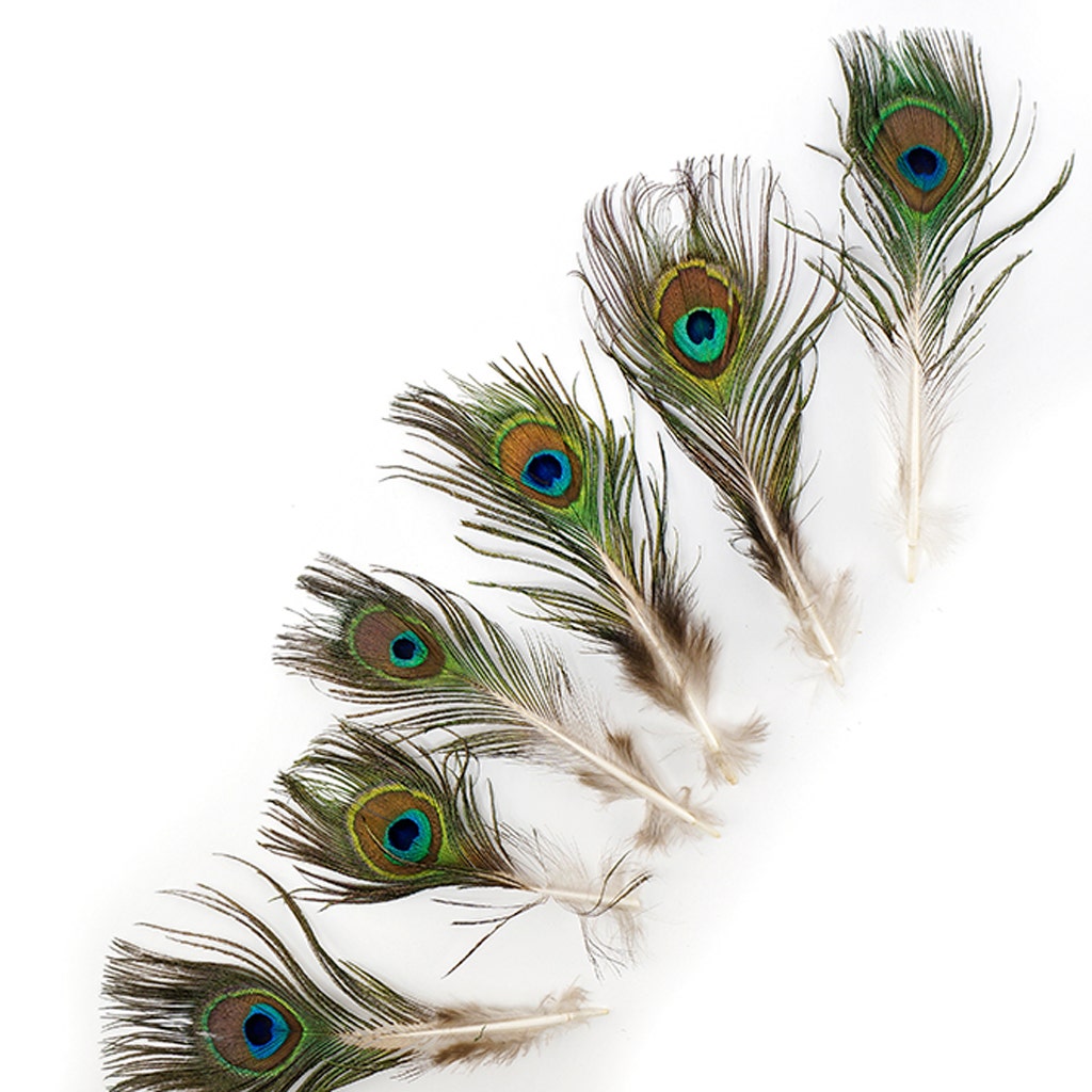 Peacock Tail W/ Small Eye - 2 - 4"