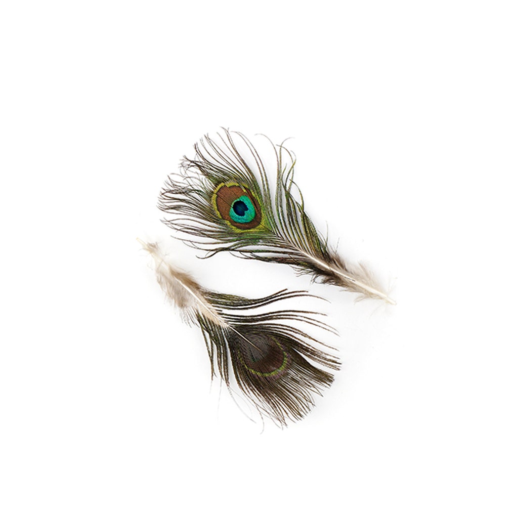 Peacock Tail W/ Small Eye - 2 - 4"