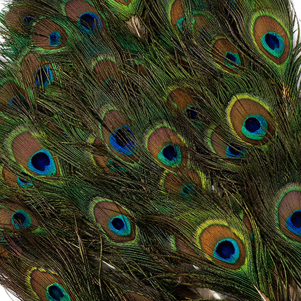 Peacock Tail W/ Small Eye - 2 - 4"