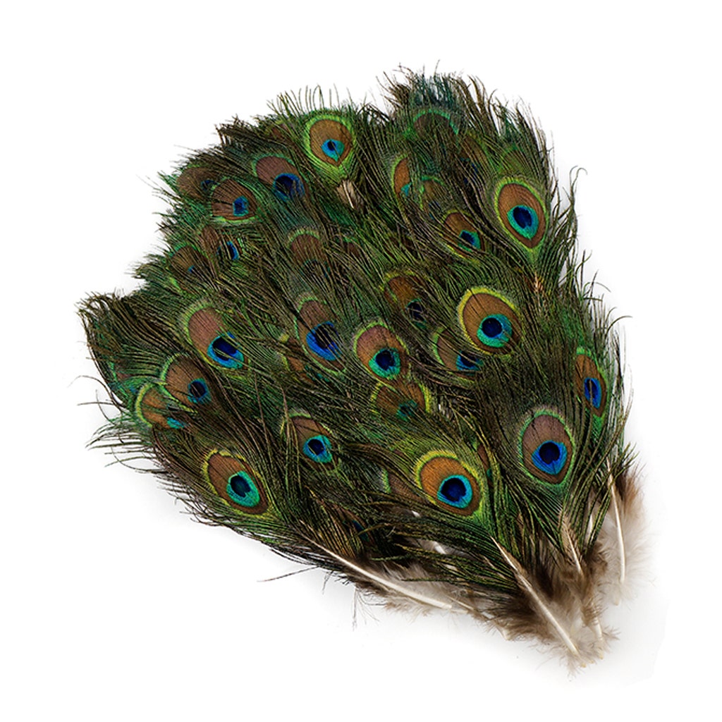 Peacock Tail W/ Small Eye - 2 - 4"