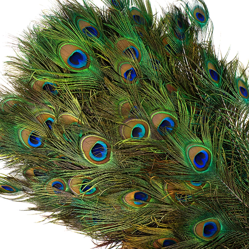 Peacock Tail Eyes Natural - 45" and UP