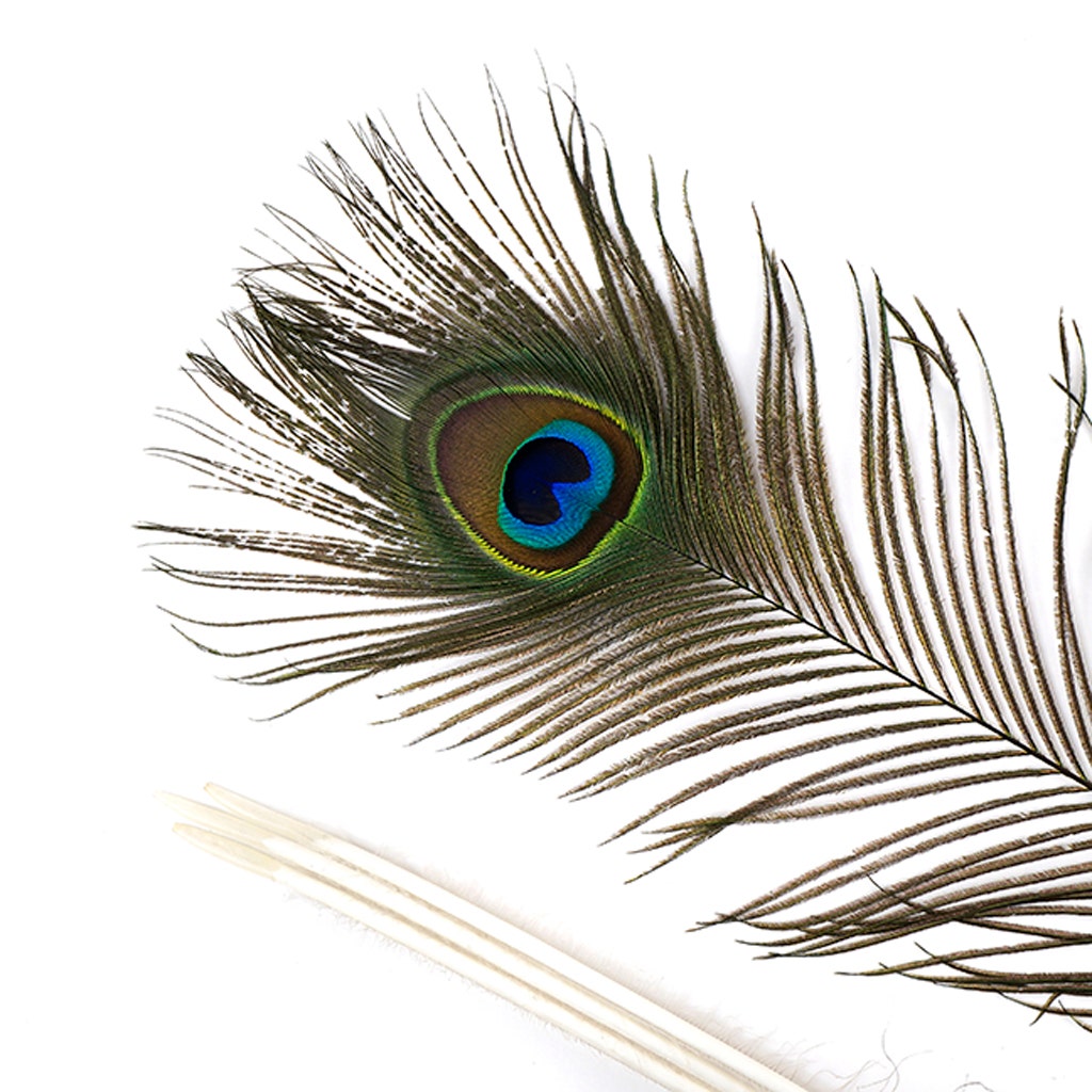 Peacock Tail Eyes Natural - 45" and UP