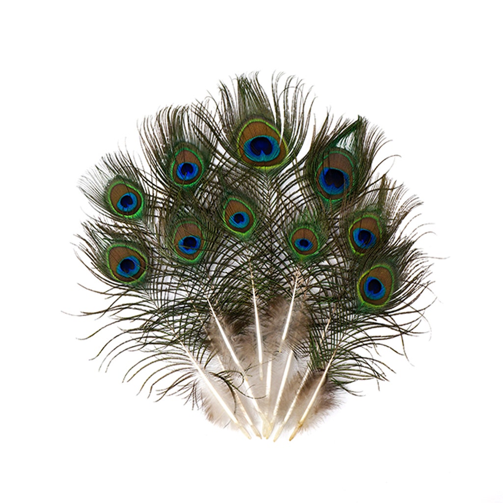 Peacock Tails w/Small Eyes - 4 - 10" - Natural