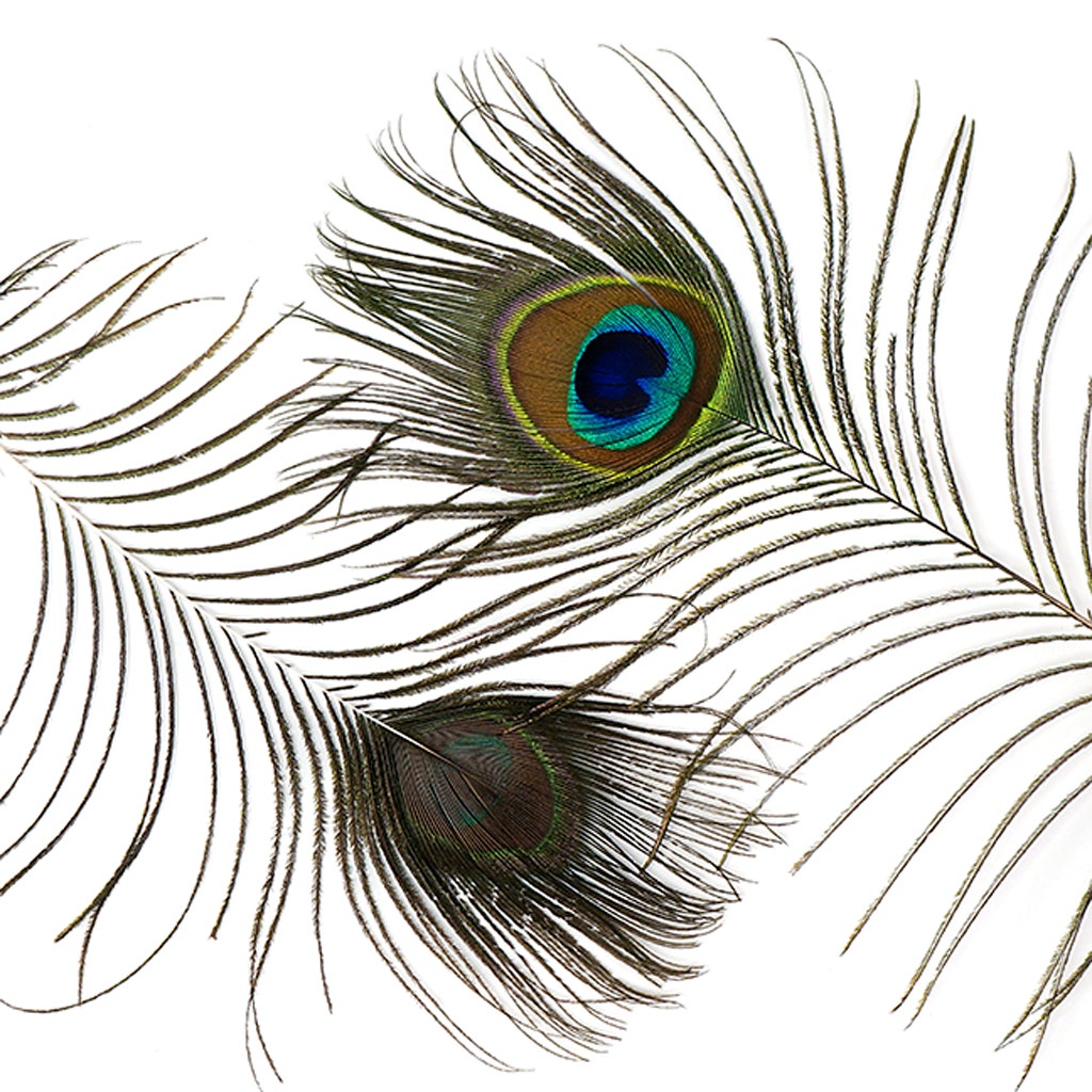 Peacock Tails w/Small Eyes - 4 - 10" - Natural