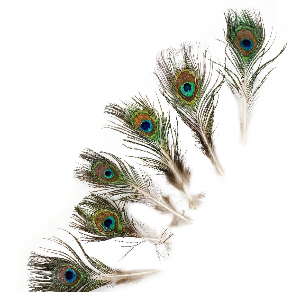 Peacock Feather w/Small Complete Eyes Natural