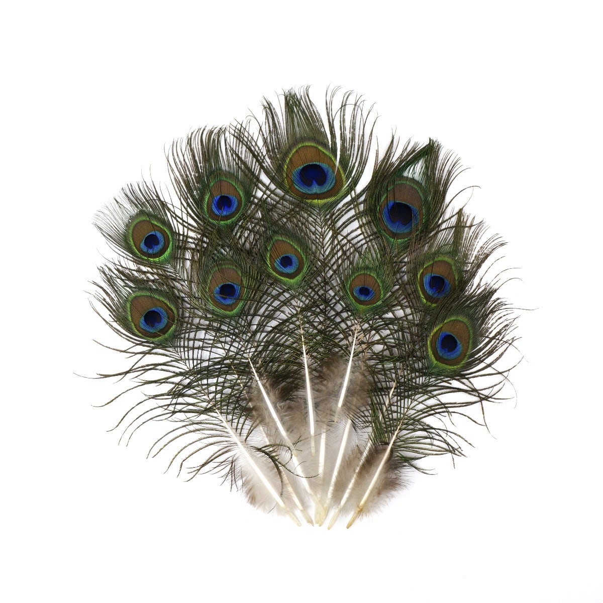 25 PCS Peacock Eye Feather Craft 4-10" - Natural