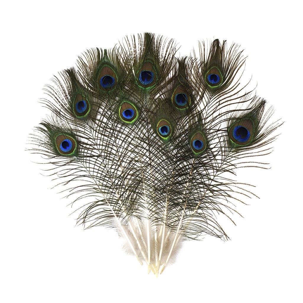 Peacock Feather w/Complete Eyes Natural