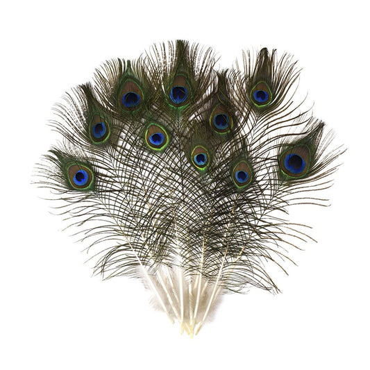 Peacock Feather w/Complete Eyes Natural