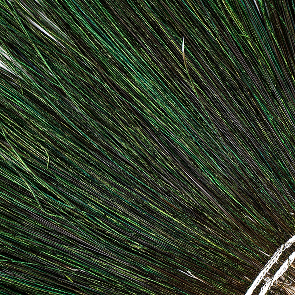 Peacock Flue (Herl) Feathers [{WEDDING CENTERPIECES}] - Natural - 8-10"
