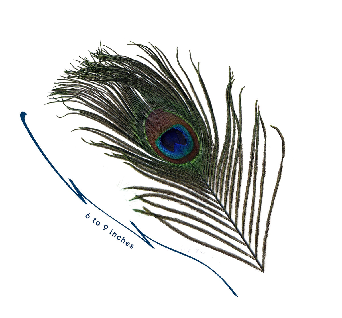 Peacock - Pheasant - Hackle Mix - Kelly - Natural