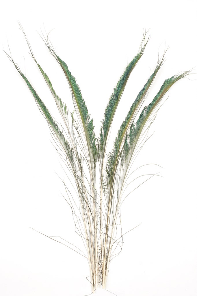 Peacock Feather Swords - Natural
