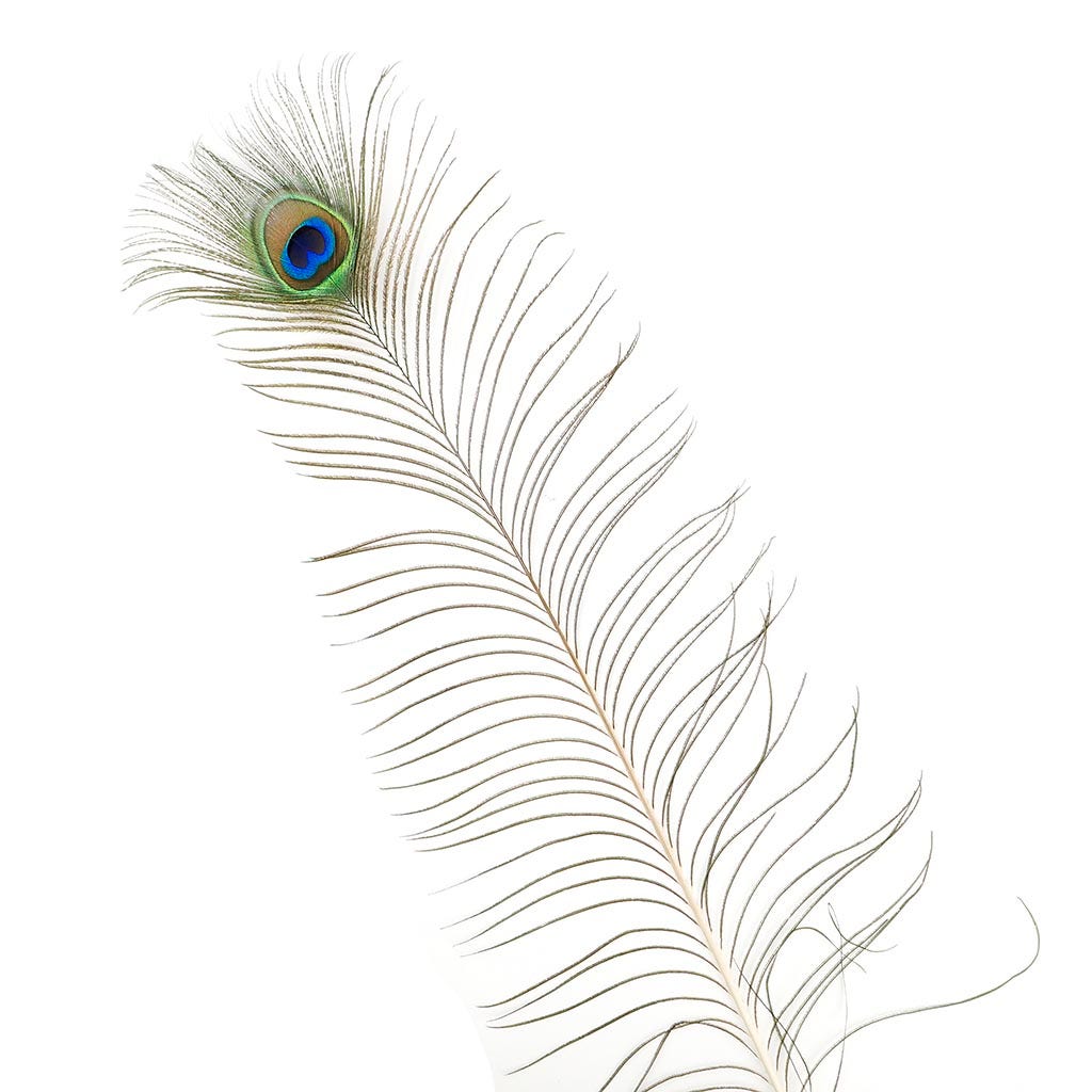Peacock Feather Eye Natural - Natural