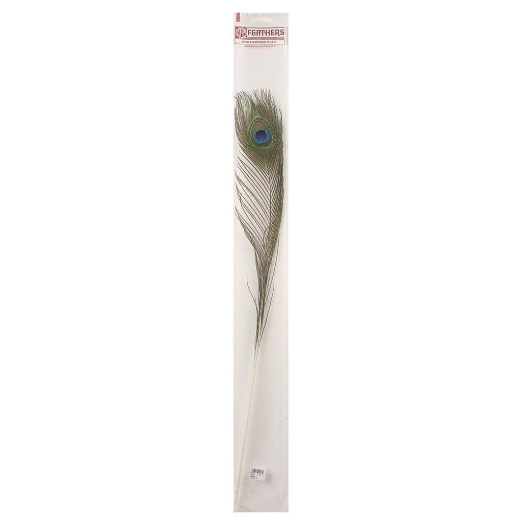 Peacock Feather Eye Natural - Natural