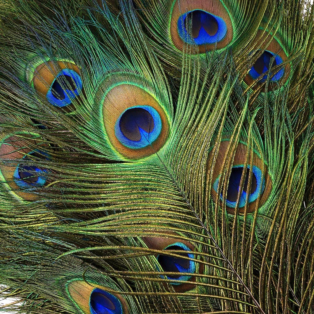Peacock Feather Eyes Natural - 25-35"-12pcs