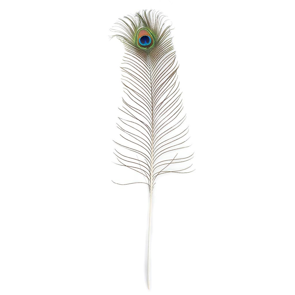 Peacock Feather Eyes Natural - Natural